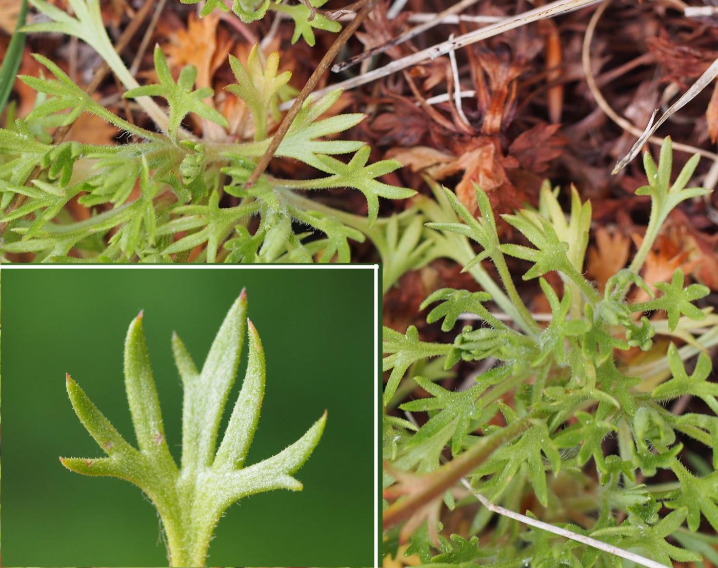 Saxifrage of Prost leaf